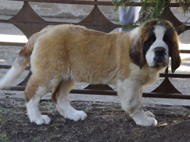 Perros San Bernardo en venta
