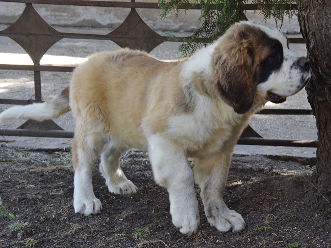 Perros San Bernardo en venta