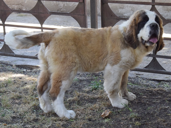 Perros San Bernardo en venta