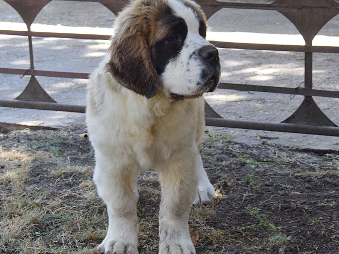 Perros San Bernardo en venta
