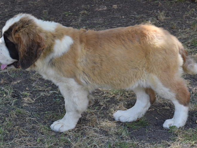 Perros San Bernardo en venta