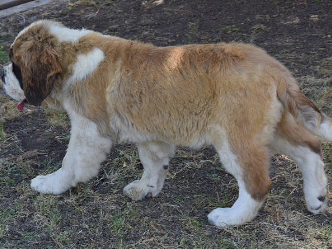 Perros San Bernardo en venta