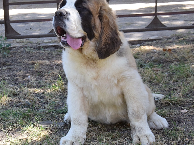 Perros San Bernardo en venta