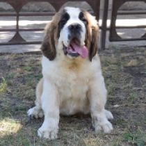 Loyale, red and white Saint Bernard for sale