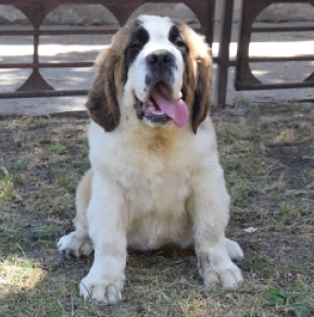 Perros San Bernardo en venta