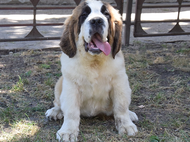 Perros San Bernardo en venta