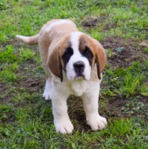 Perros San Bernardo en venta