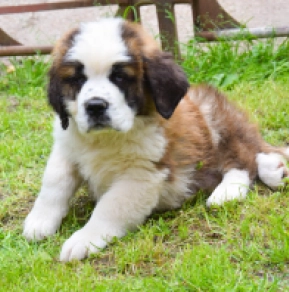 Perros San Bernardo en venta