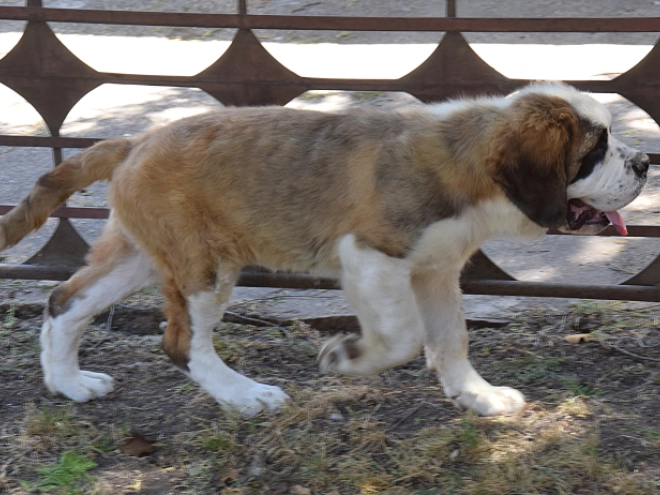 Saint Bernard puppy for sale