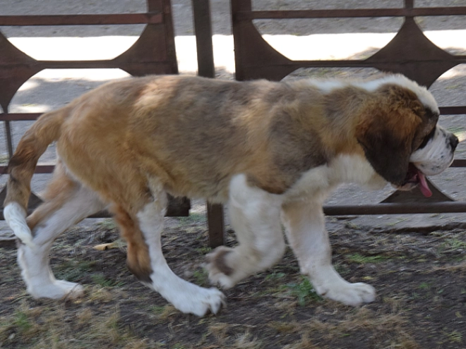 Saint Bernard puppy for sale