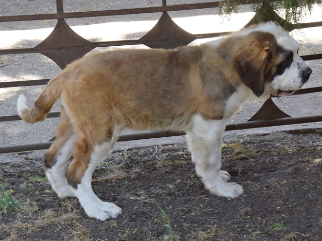 Saint Bernard puppy for sale