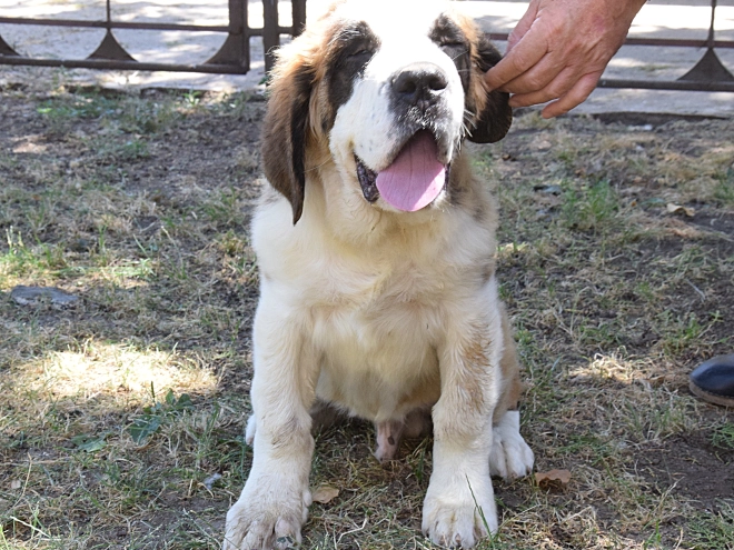 Saint Bernard puppy for sale