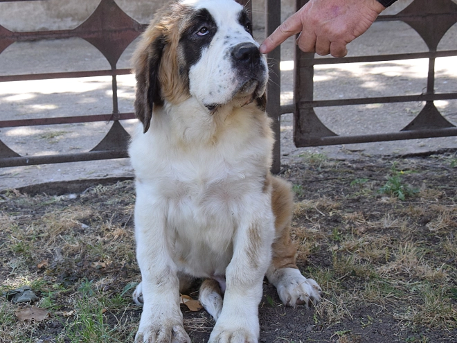 Saint Bernard puppy for sale