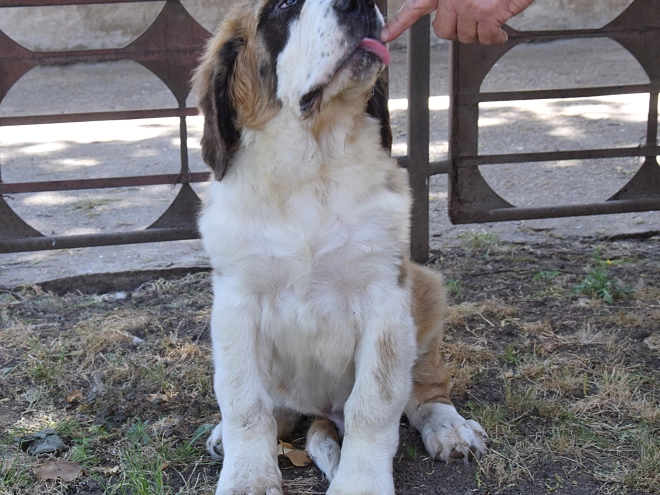 Saint Bernard puppy for sale