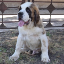 Barry, red and white Saint Bernard for sale