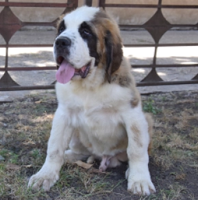 Perros San Bernardo en venta