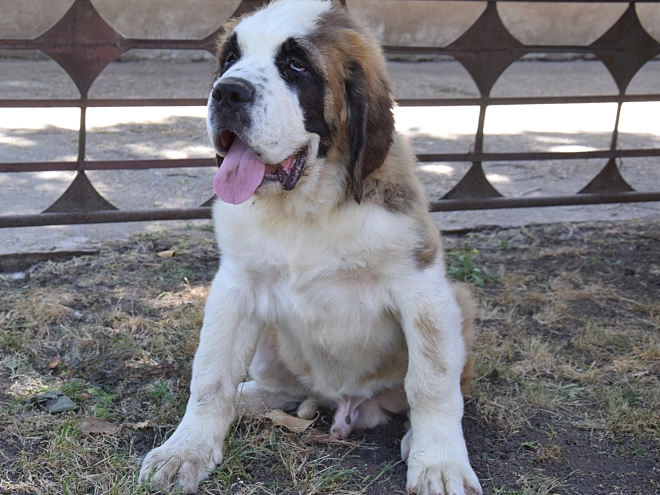 Saint Bernard puppy for sale