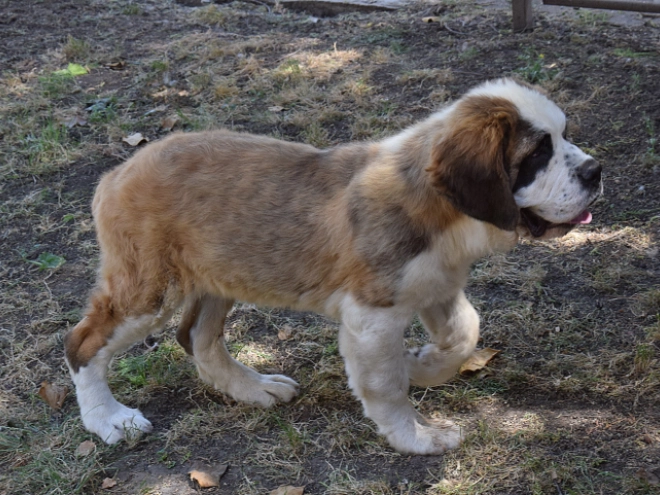 Saint Bernard puppy for sale
