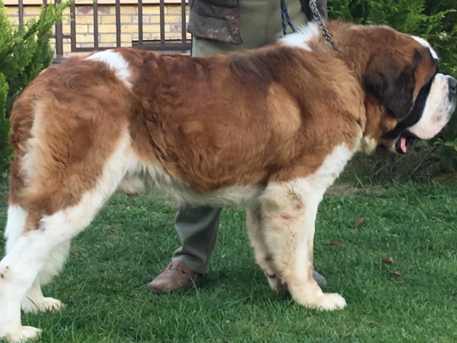 Perros San Bernardo en venta