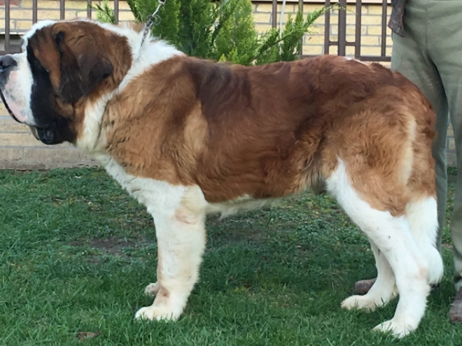 Perros San Bernardo en venta