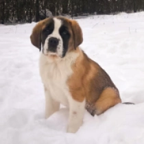 Roger, red and white Saint Bernard for sale