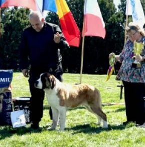 Saint Bernard puppy for sale