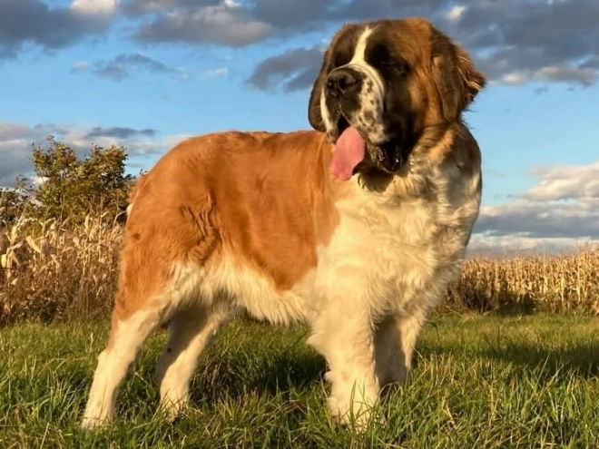 Bernhardiner Welpe kaufen