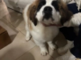 Howarad Huge - Bernhardiner, EuroPuppy review from Zypern