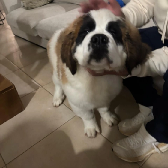 Vino - San Bernardo, EuroPuppy review from Chipre