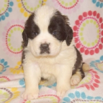 Rain, red and white Saint Bernard for sale