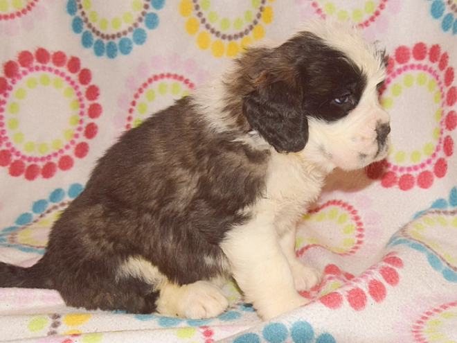 Perros San Bernardo en venta