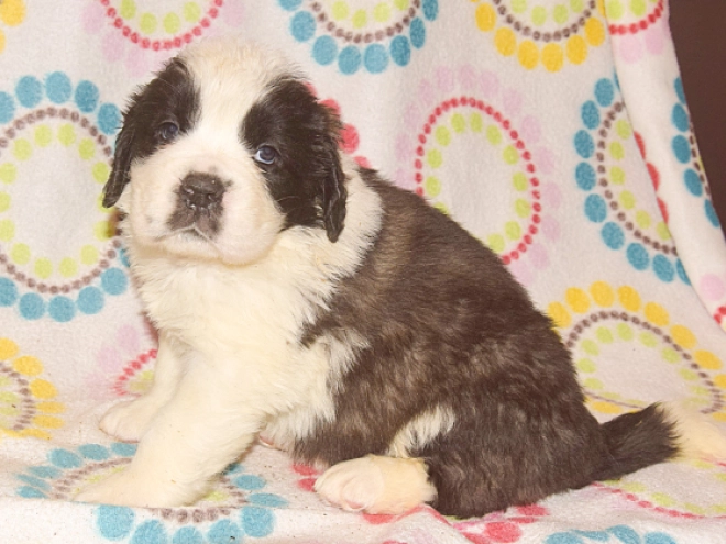 Perros San Bernardo en venta