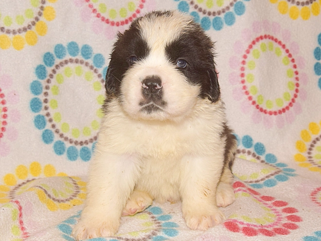 Saint Bernard puppy for sale