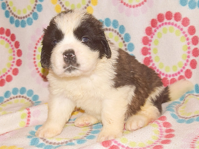 Saint Bernard puppy for sale