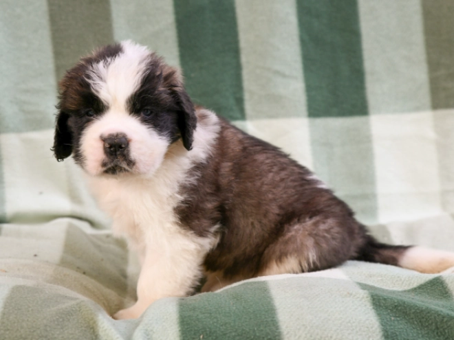 Saint Bernard puppy for sale