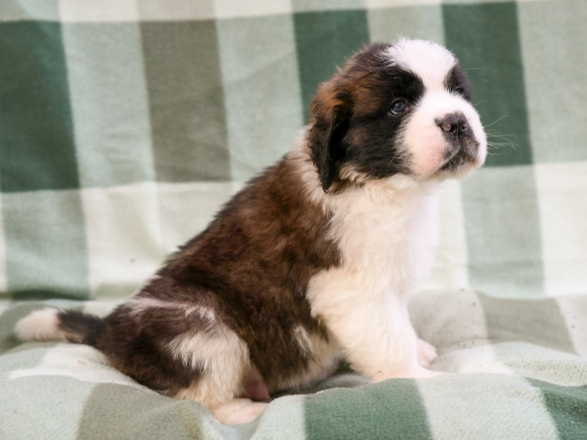 Saint Bernard puppy for sale