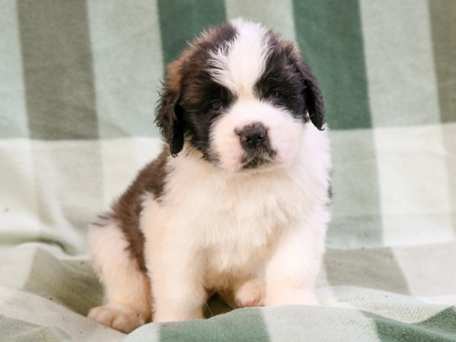 Saint Bernard puppy for sale