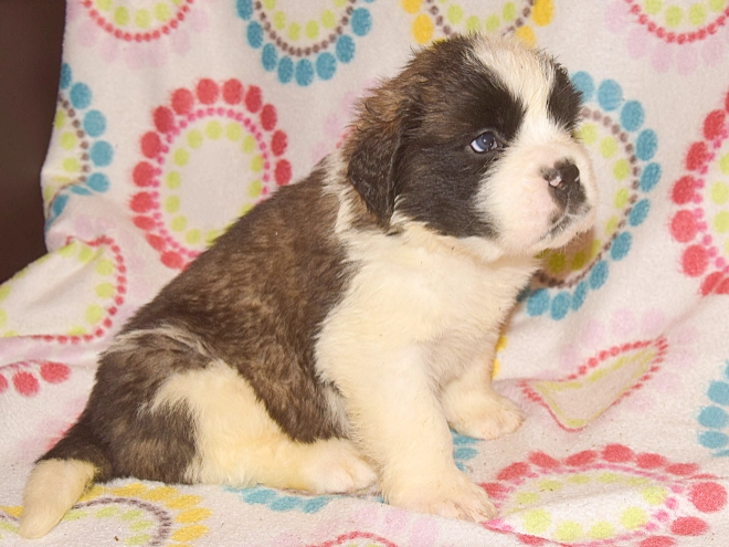 Saint Bernard puppy for sale