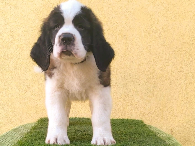 Saint Bernard puppy for sale