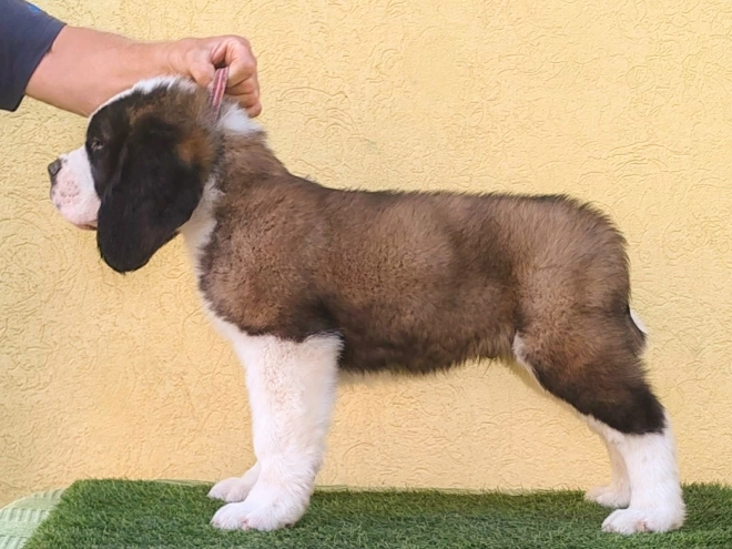 Saint Bernard puppy for sale
