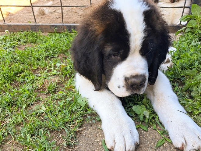Saint Bernard puppy for sale