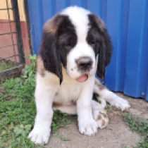 Barry, red and white Saint Bernard for sale