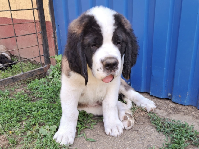 Saint Bernard puppy for sale