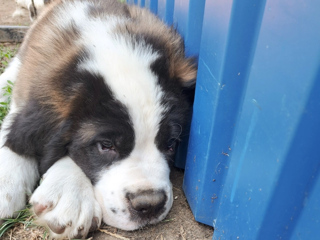 Saint Bernard puppy for sale