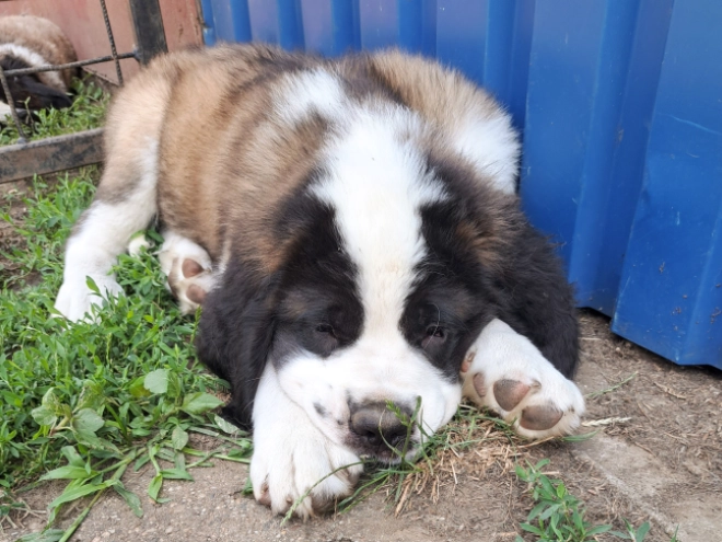 Saint Bernard puppy for sale