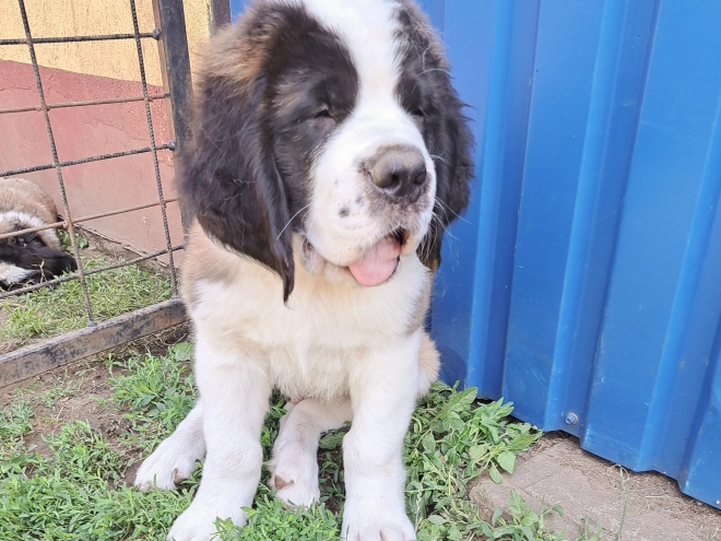 Saint Bernard puppy for sale