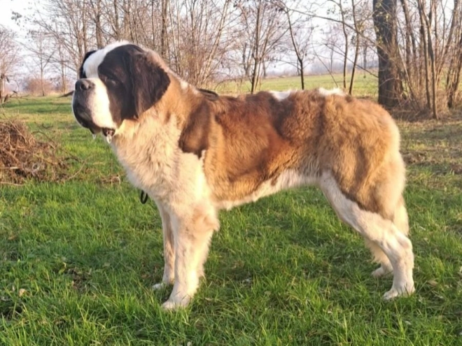 Saint Bernard puppy for sale