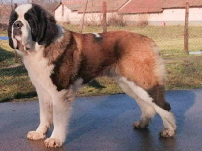 Saint Bernard puppy for sale