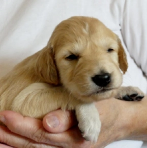 Saluki puppy for sale