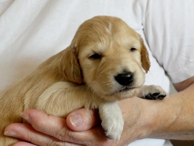 Saluki puppy for sale